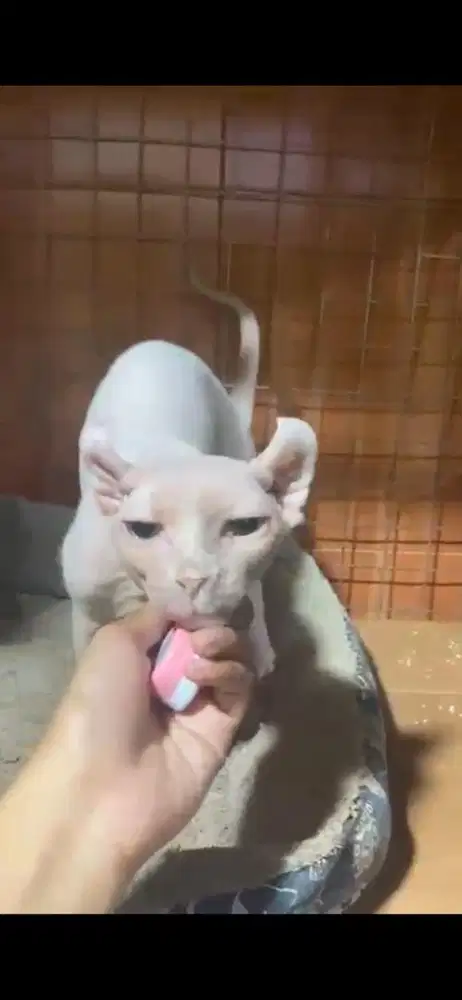 kucing sphynx elf betina