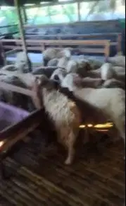 25 ekor bakalan domba jantan 6 bln 15-16 kiloan siap penggemukan puas