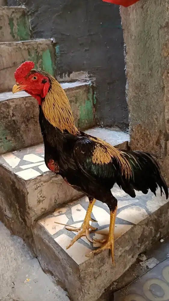 Ayam bangkok jalak