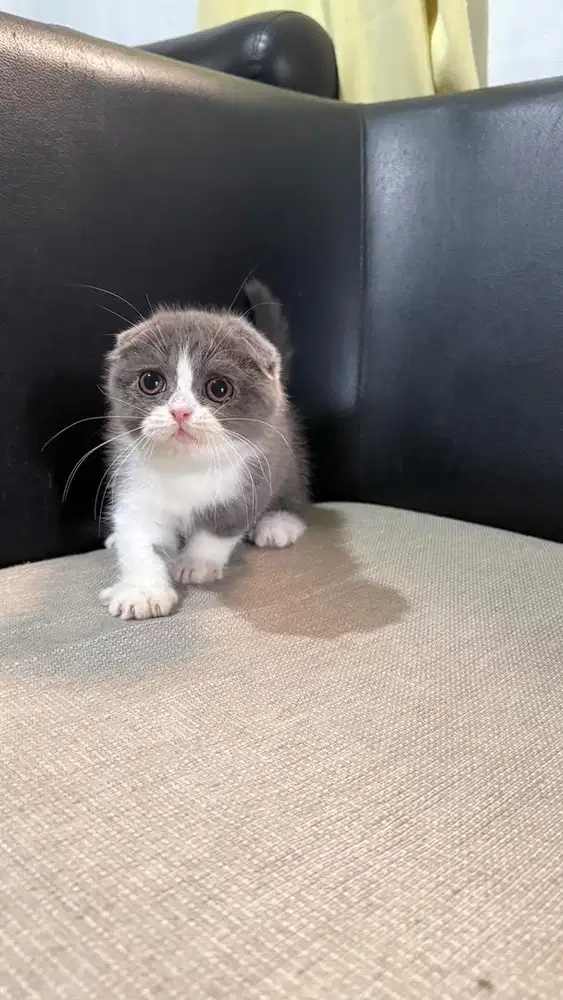 Scottish triple fold