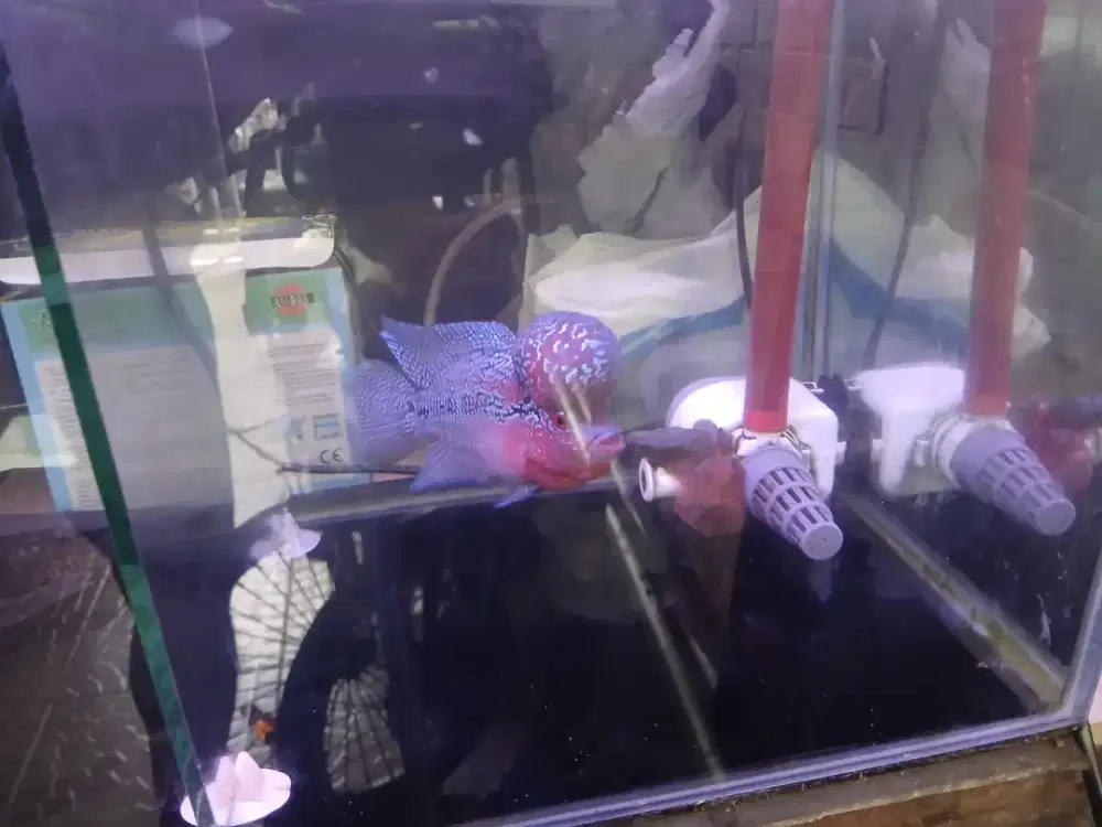 Ikan louhan jenong