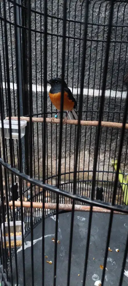 Jual Burung Murai Batu