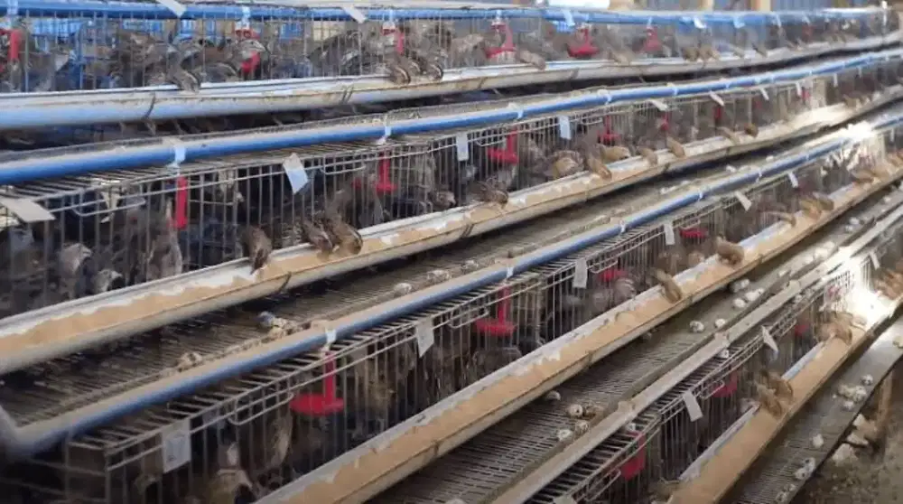 Dicari tenaga kasar untuk ternak burung puyuh dan ayam