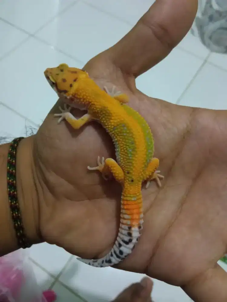 Ready leopard gecko