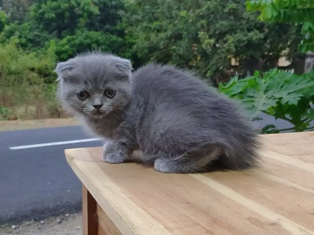 Kucing/ kitten Scottish fold jantan abu