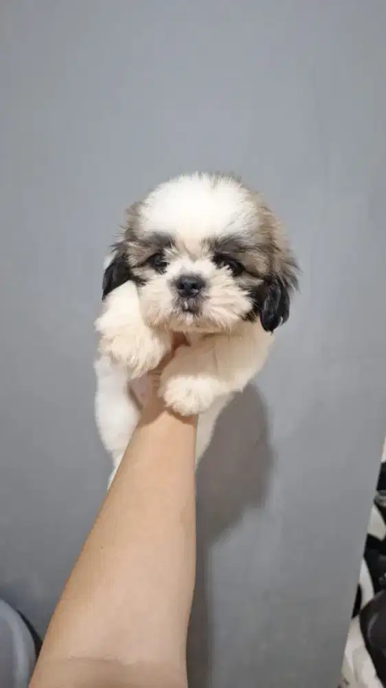 mini shihtzu jantan