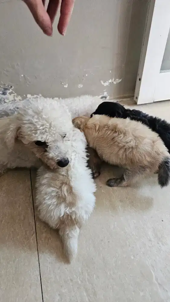 BORONG INDUKAN POODLE ANAK 3 EKOR