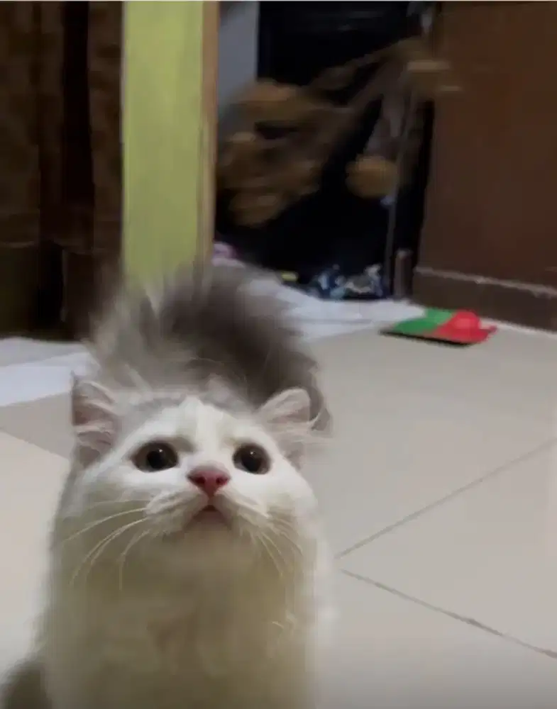 Betina umur 4 bulan, anak american short hair + BSH