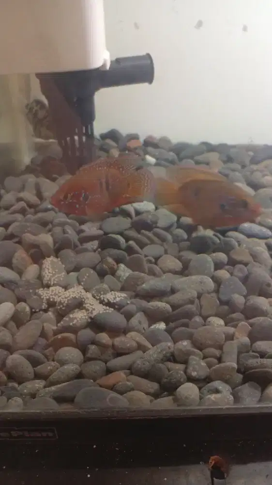 Ikan red jawel cichlid