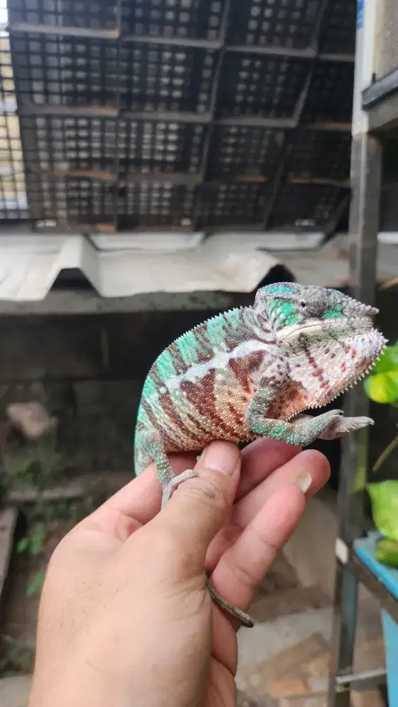Chameleon panther
