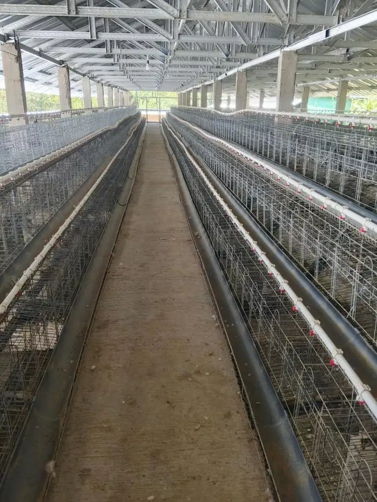 Kandang baterai 12 pintu 12 ekor kandang request tebel