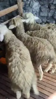25 ekor bakalan domba jantan 6 bln 15-16 kiloan siap penggemukan puas