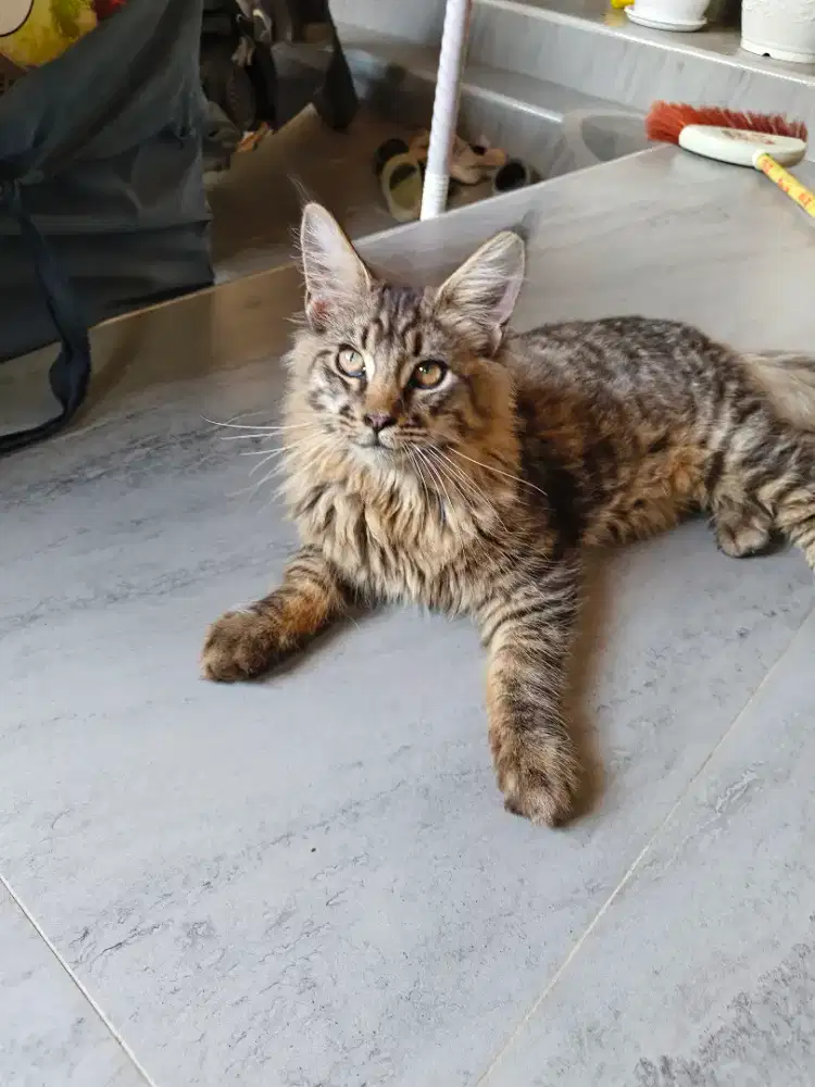 Kitten Maincoon