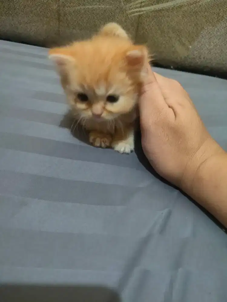 Kucing Kitten persia