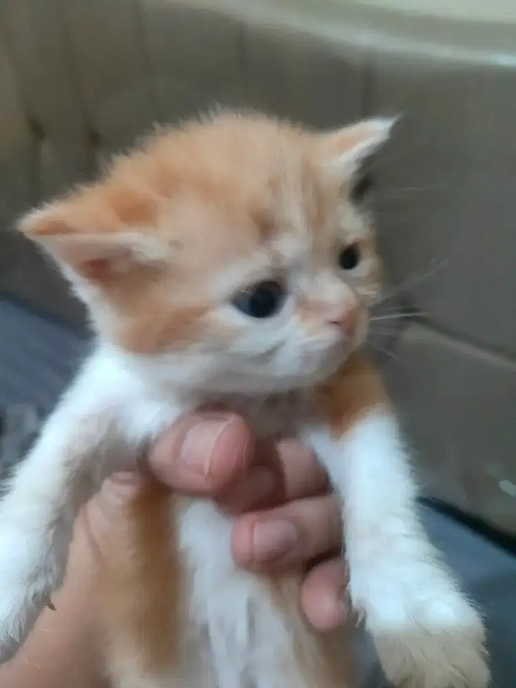Kucing kitten persia
