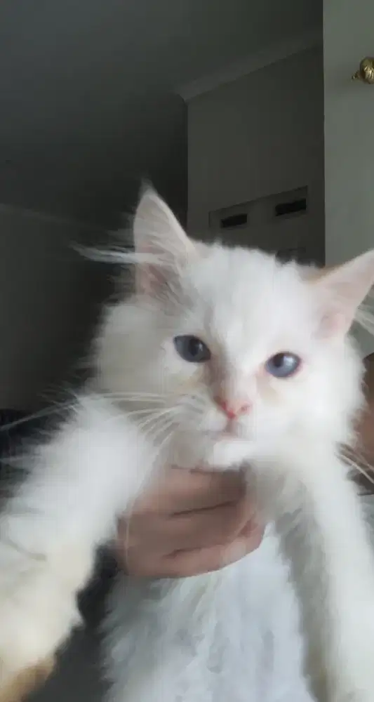 Kucing kitten persia
