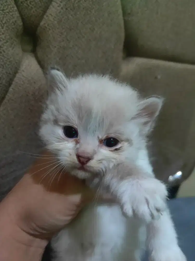 Kucing kitten Himalaya