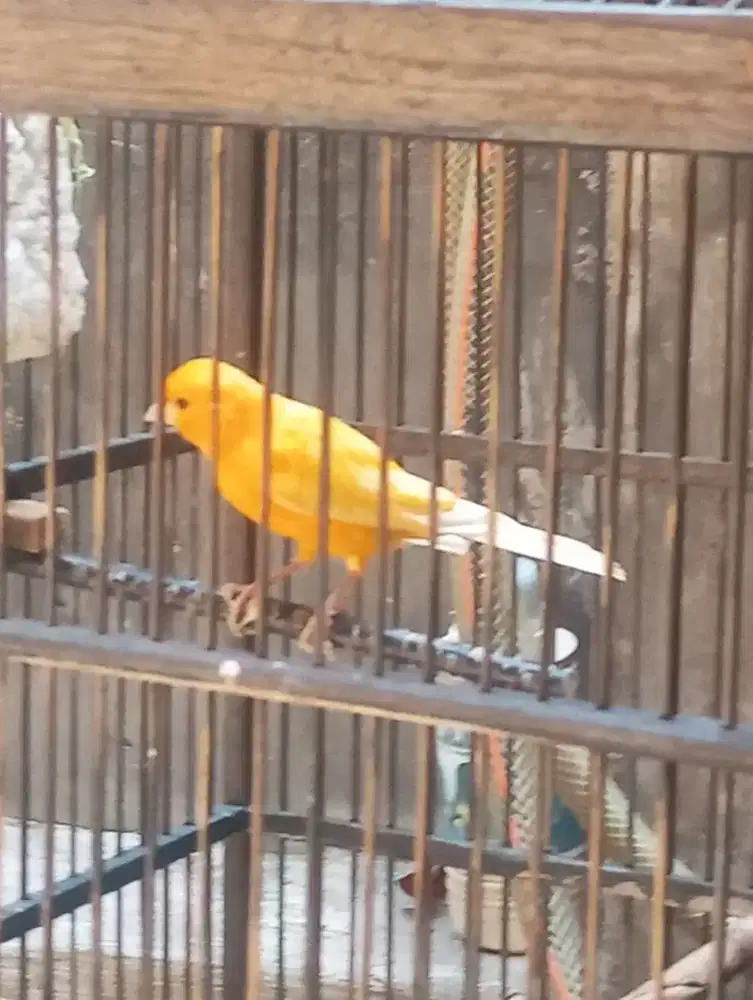 Jual kenari orange gacor full set