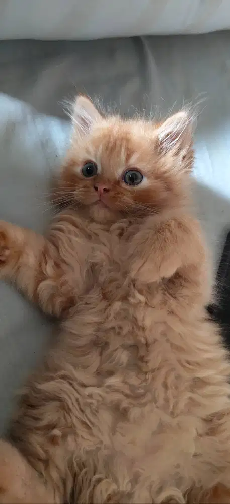 Kucing persia umur 3 bulan