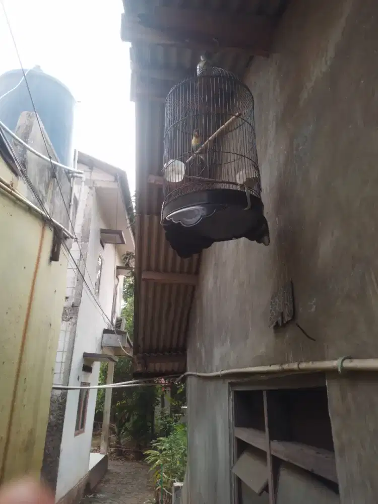 Burung love bird satu set