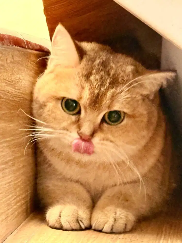 Kucing Kinkalow - BSH Mahar bervariasi