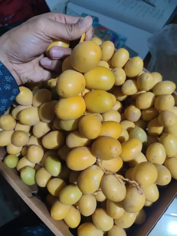 Kurma Muda Segar Bukan frozen