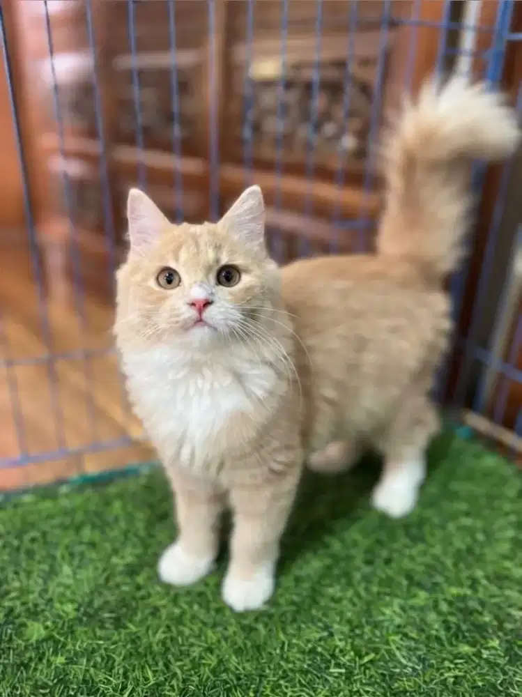 kucing kitten anakan anggora persia ragdoll himalaya mainecooon