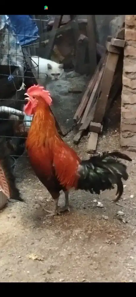 Ayam jago siap bang jago