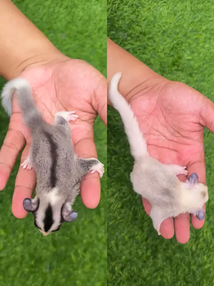 Sugar Glider Mosaic het Platinum