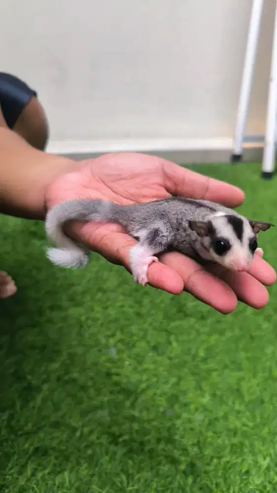 Sugar Glider Mosaic het Platinum
