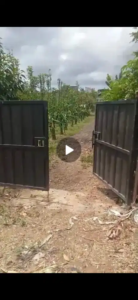 Dijual kebun buah naga produktif