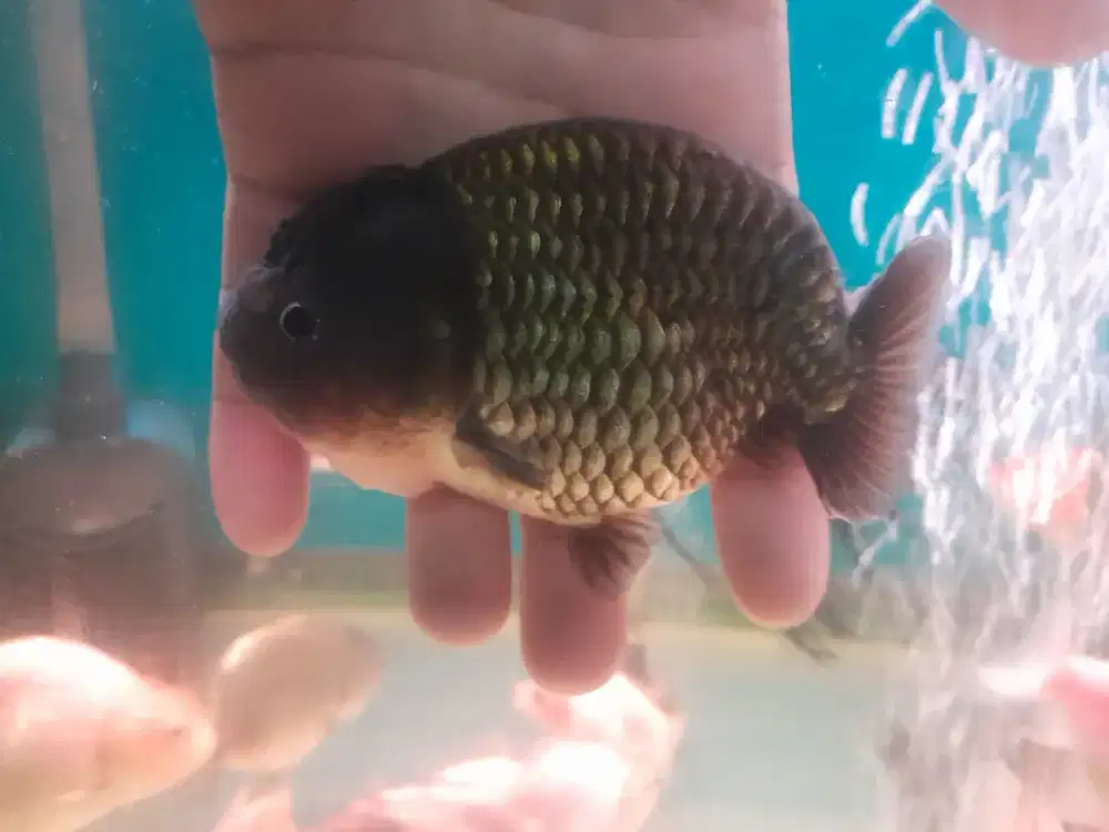 Ikan koki lionchu ranchu