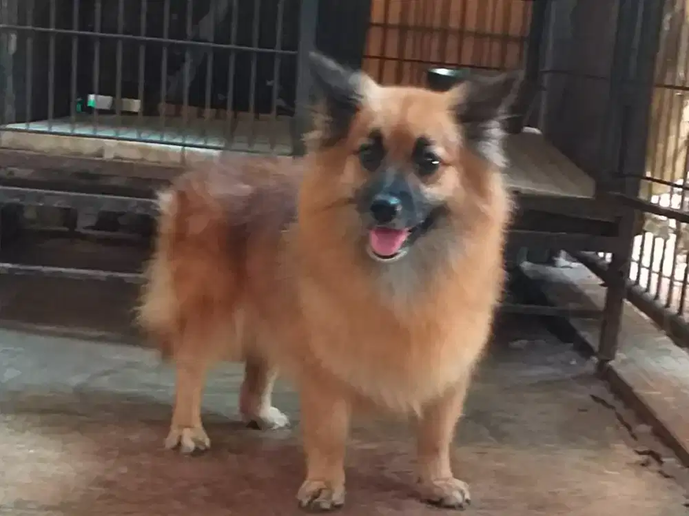 Corgi mix Pomeranian.