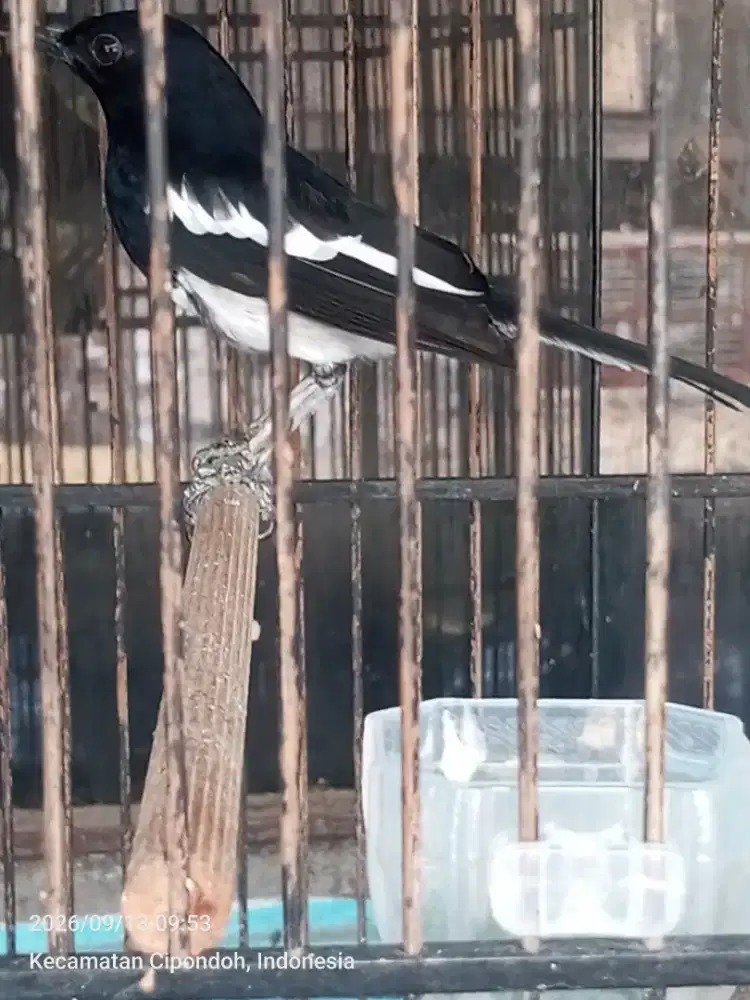 Kacer kaki deker burung mapan minus kuku aja yg ga ada 1