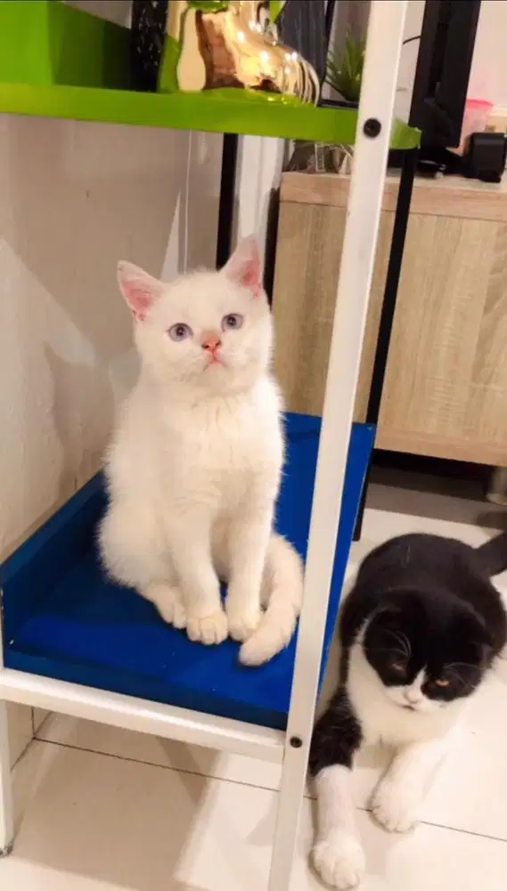 Munchkin NS bsh