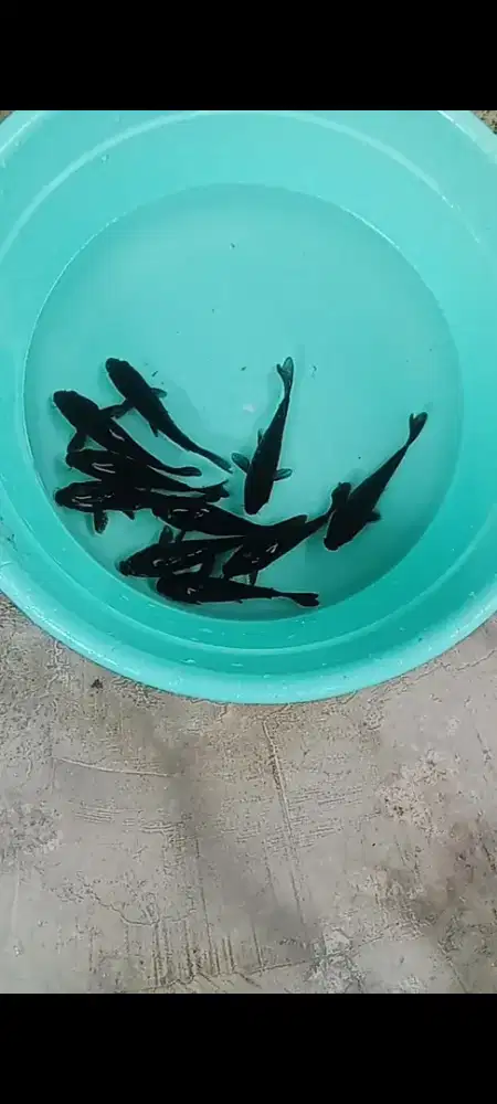 KOI KARASU Doitsu ( si Hitam Primadona)