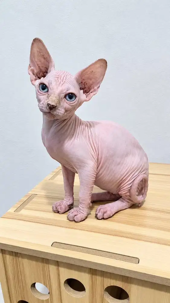 Kucing Sphynx Betina 2 bulan