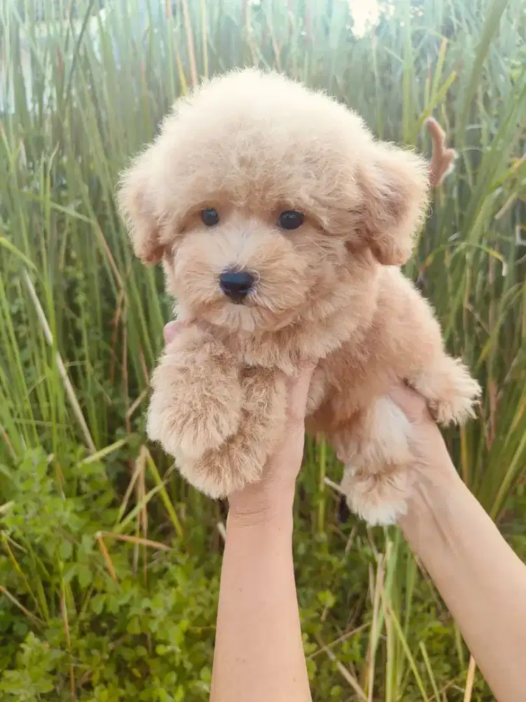 Jual poodle jantan