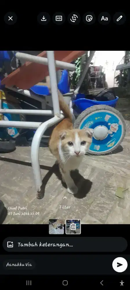 Kucing Scottish Non Pure , Kucing ras
