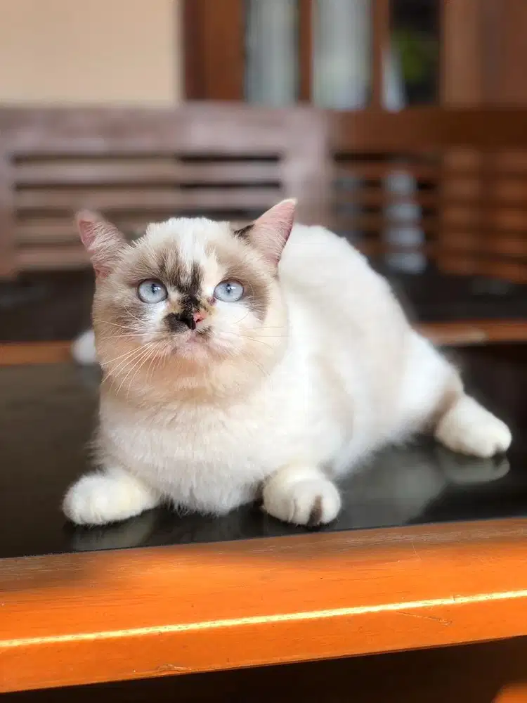 Munchkin bsh ragdoll betina