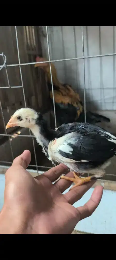 Ayam bangkok Bibit bagus
