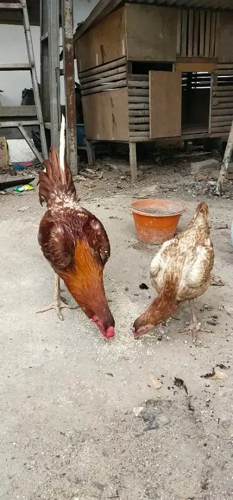 ayam bangkok sehat