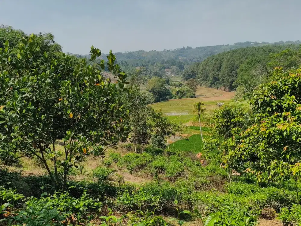 Lahan Produktif 2.000 m² di Darangdan Purwakarta – Siap Panen & Air Melimpah!