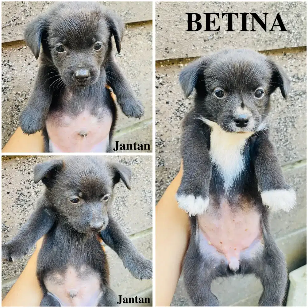 Minipom Mixx (Jantan2 & Betina1)