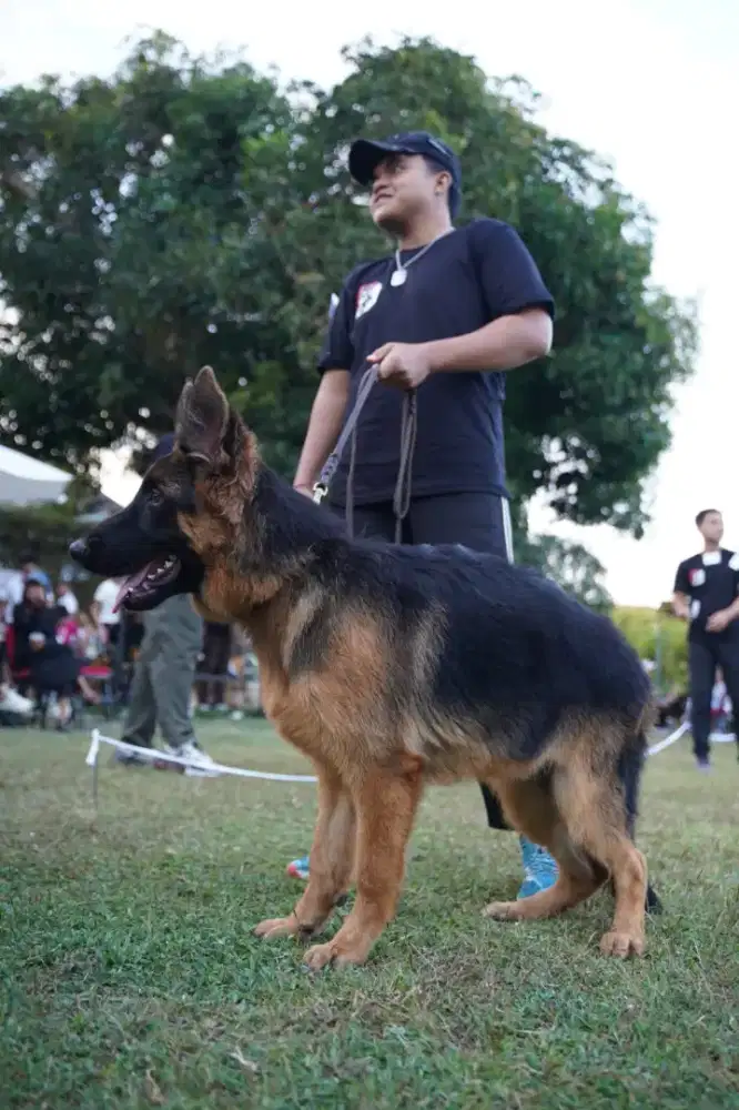 jasa dog walking