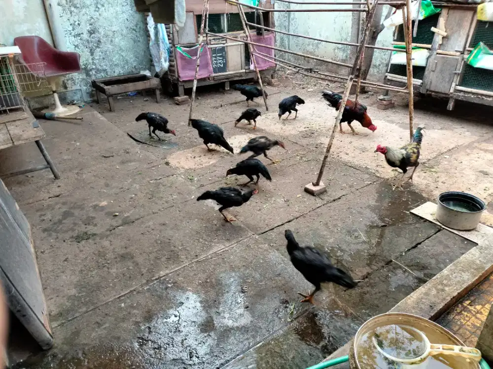 Dijual Ayam kampung hidup