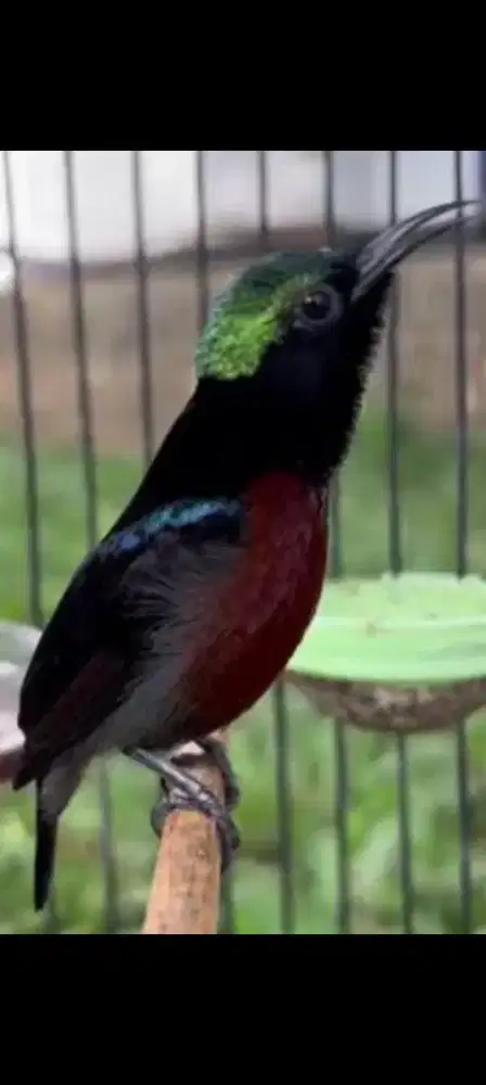Burung konin masteran
