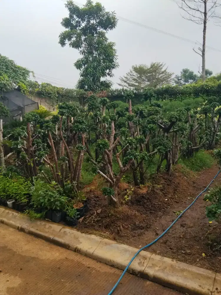 Bonsai beringin Korea bonsai cemara bonsai anting putri dll ##