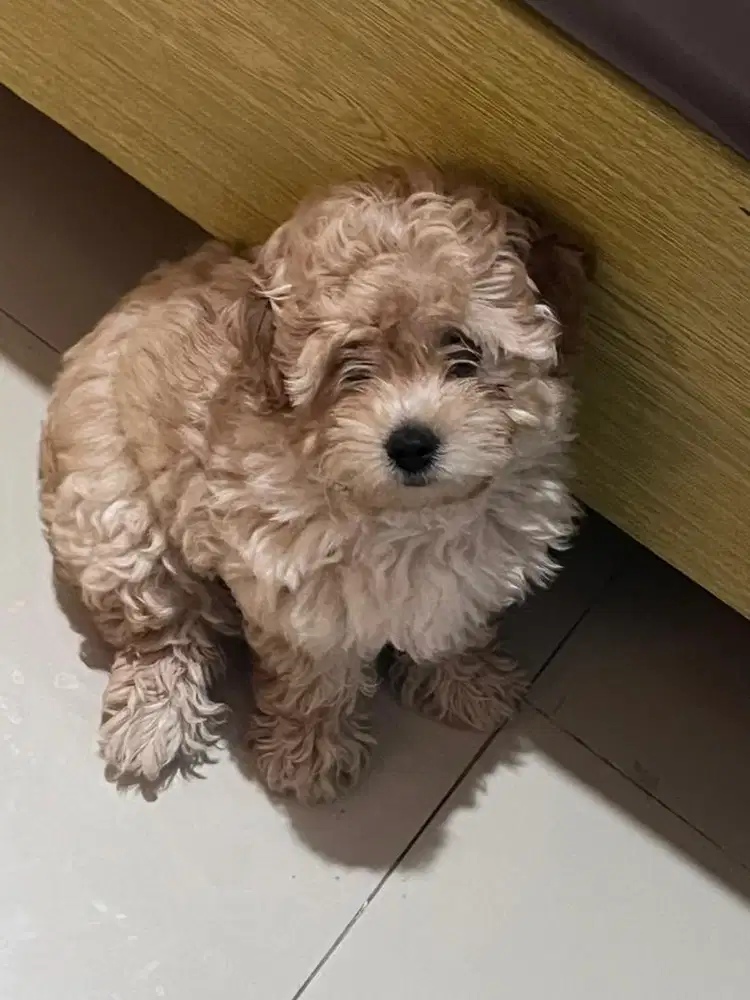 poodle aprikot betina (2 bulan)