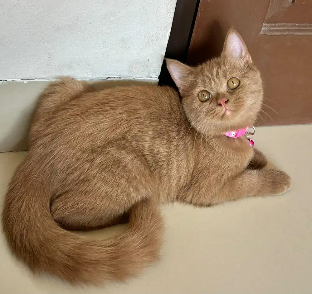 Kucing british shorthair bsh british short hair cinnamon